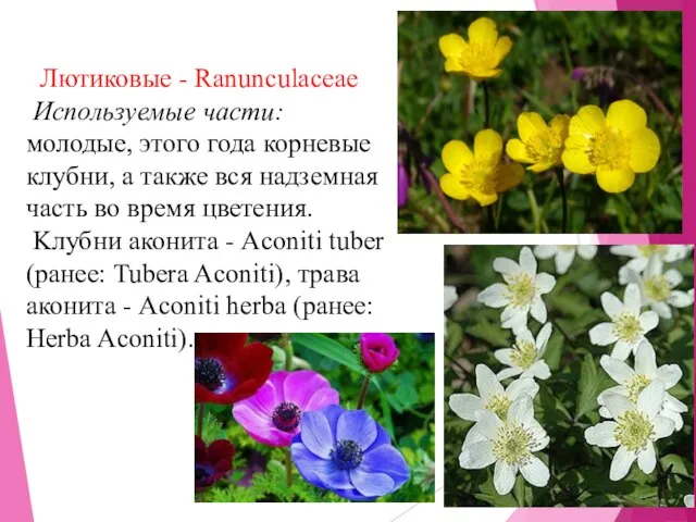 Лютиковые - Ranunculaceae Используемые части: молодые, этого года корневые клубни, а