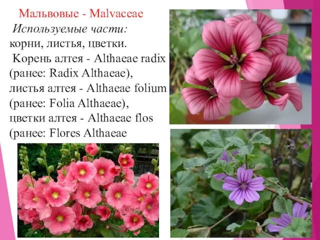 Мальвовые - Malvaceae Используемые части: корни, листья, цветки. Kорень алтея -