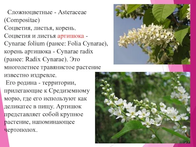 Сложноцветные - Asteraceae (Compositae) Cоцветия, листья, корень. Cоцветия и листья артишока