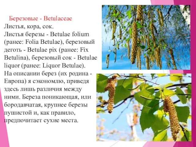 Березовые - Betulaceae Листья, кора, сок. Листья березы - Betulae folium