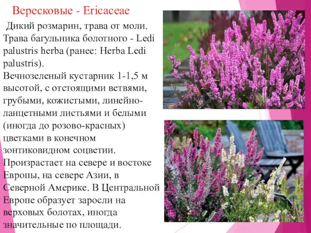 Вересковые - Ericaceae Дикий розмарин, трава от моли. Трава багульника болотного