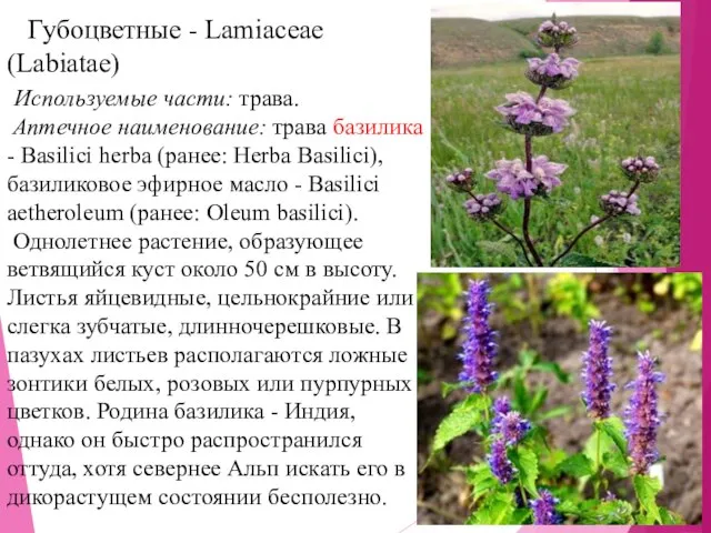 Губоцветные - Lamiaceae (Labiatae) Используемые части: трава. Аптечное наименование: трава базилика