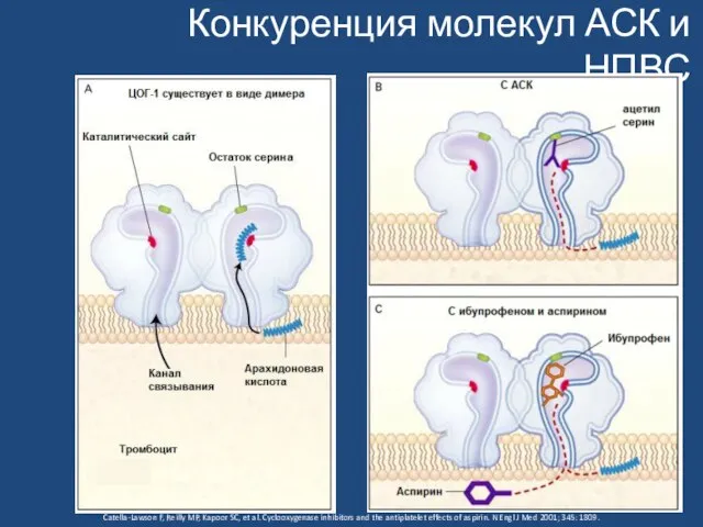 Конкуренция молекул АСК и НПВС Catella-Lawson F, Reilly MP, Kapoor SC,