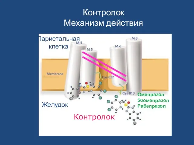 Контролок Желудок Париетальная клетка Омепразол Эзомепразол Рабепразол Контролок Механизм действия