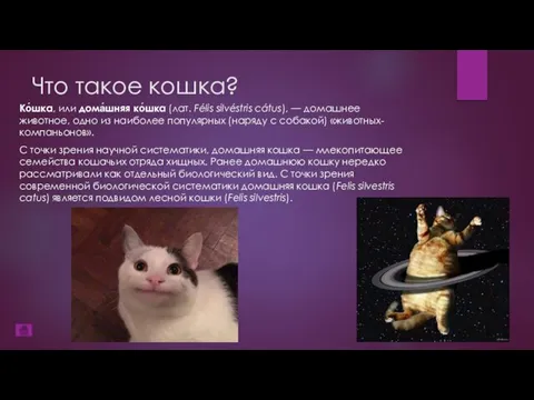 Что такое кошка? Ко́шка, или дома́шняя ко́шка (лат. Félis silvéstris cátus),