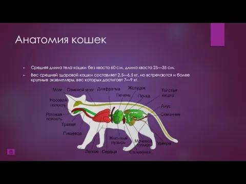 Анатомия кошек Средняя длина тела кошки без хвоста 60 см, длина