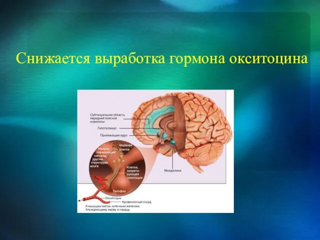 Снижается выработка гормона окситоцина