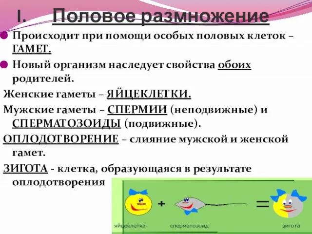 Половое размножение Происходит при помощи особых половых клеток – ГАМЕТ. Новый