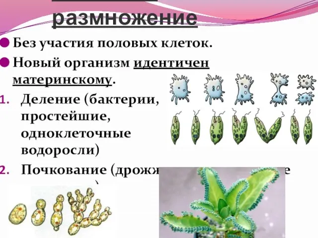 Бесполое размножение Без участия половых клеток. Новый организм идентичен материнскому. Деление