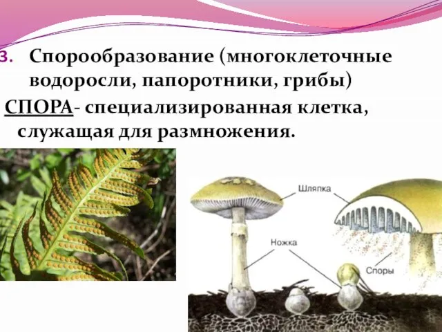 Спорообразование (многоклеточные водоросли, папоротники, грибы) СПОРА- специализированная клетка, служащая для размножения.