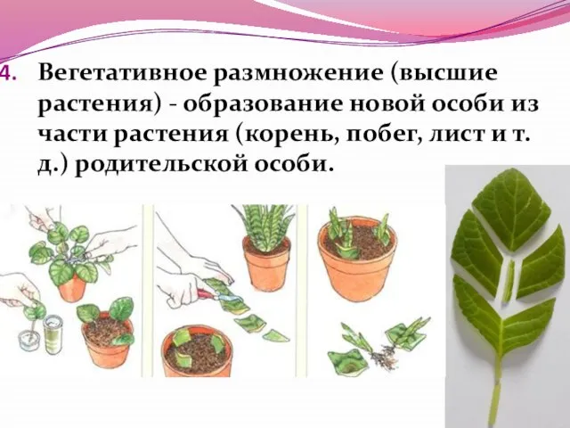 Вегетативное размножение (высшие растения) - образование новой особи из части растения