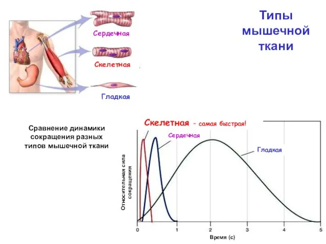 Сравнение динамики сокращения разных типов мышечной ткани Типы мышечной ткани Гладкая Сердечная Скелетная