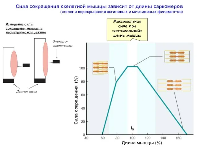 Сила сокращения скелетной мышцы зависит от длины саркомеров (степени перекрывания актиновых и миозиновых филаментов)