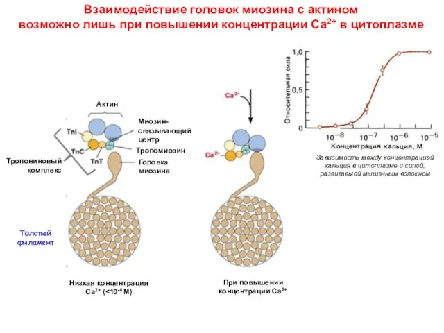 Взаимодействие головок миозина с актином возможно лишь при повышении концентрации Са2+