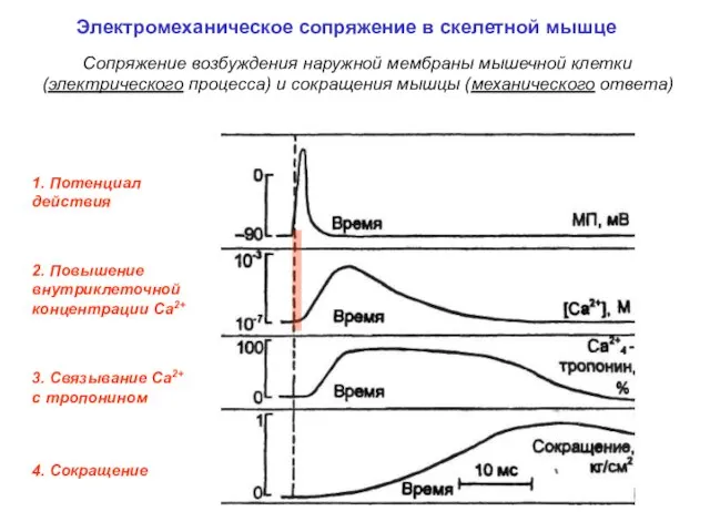 1. Потенциал действия 3. Связывание Са2+ c тропонином 4. Сокращение 2.