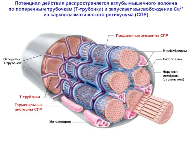 Потенциал действия распространяется вглубь мышечного волокна по поперечным трубочкам (Т-трубочки) и