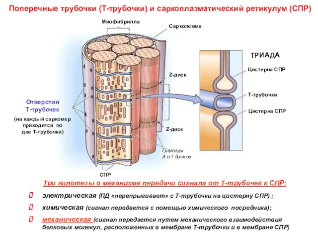 Поперечные трубочки (Т-трубочки) и саркоплазматический ретикулум (СПР) Три гипотезы о механизме