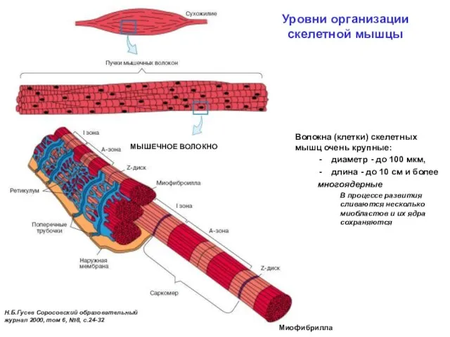 Уровни организации скелетной мышцы Н.Б.Гусев Соросовский образовательный журнал 2000, том 6,