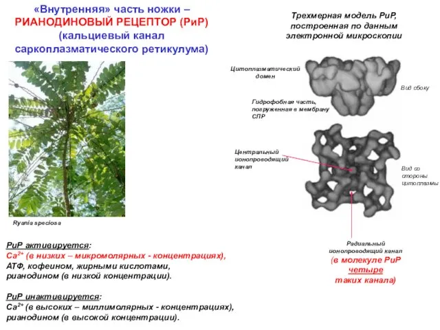 Ryania speciosa Трехмерная модель РиР, построенная по данным электронной микроскопии Вид