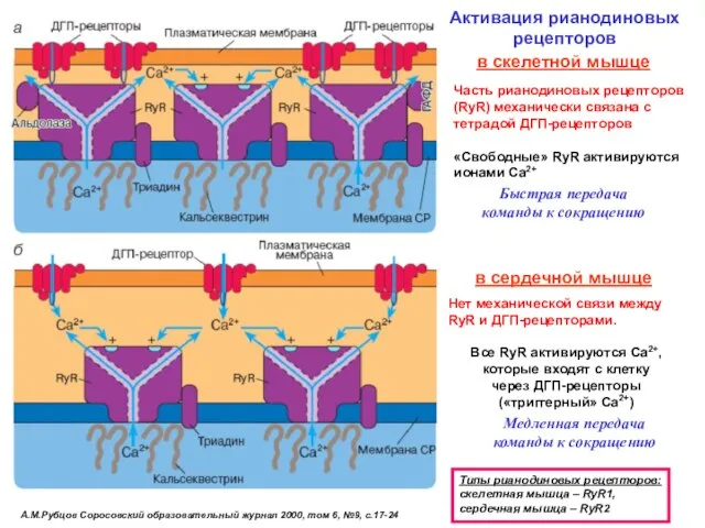А.М.Рубцов Соросовский образовательный журнал 2000, том 6, №9, с.17-24 Активация рианодиновых