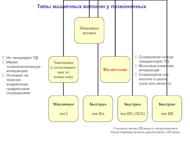 Типы мышечных волокон у позвоночных Не генерируют ПД Имеют полисинаптическую иннервацию