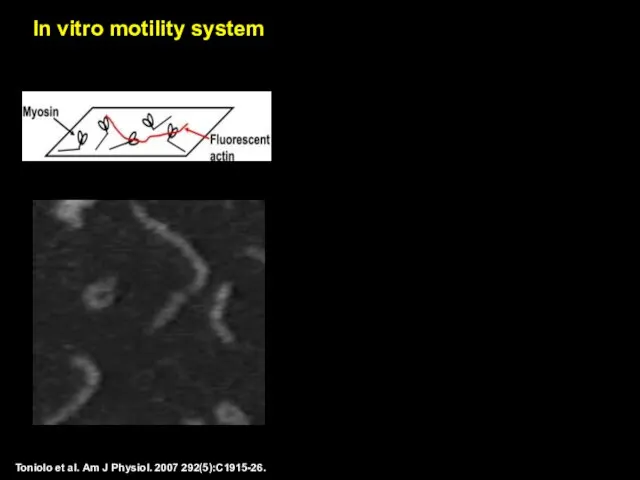 Toniolo et al. Am J Physiol. 2007 292(5):C1915-26. In vitro motility system