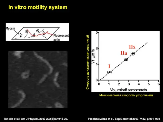 Prochniewicza et al. Exp.Gerontol 2007. V.42, p.931–938 Toniolo et al. Am