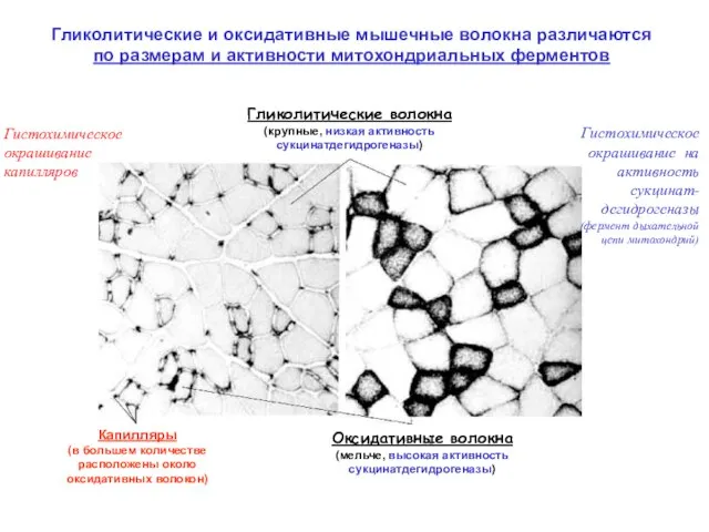Гликолитические и оксидативные мышечные волокна различаются по размерам и активности митохондриальных