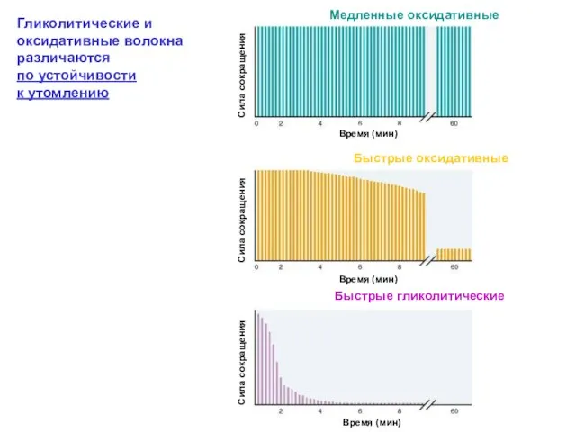 Гликолитические и оксидативные волокна различаются по устойчивости к утомлению