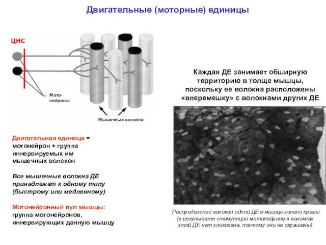 Двигательные (моторные) единицы Двигательная единица = мотонейрон + группа иннервируемых им