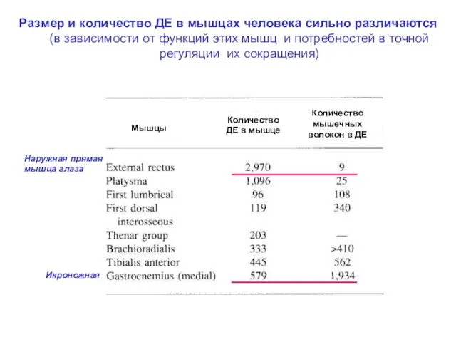 Размер и количество ДЕ в мышцах человека сильно различаются (в зависимости