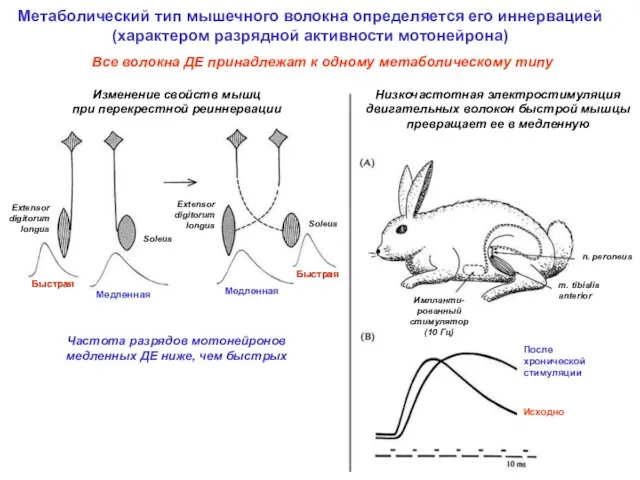 Метаболический тип мышечного волокна определяется его иннервацией (характером разрядной активности мотонейрона)