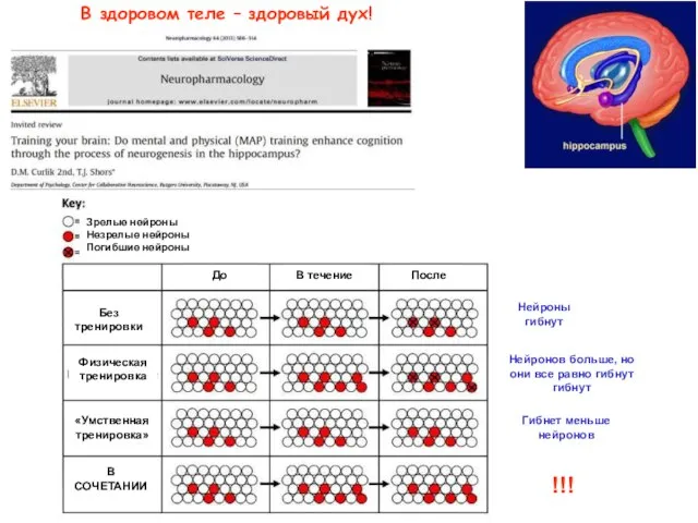 В здоровом теле – здоровый дух!