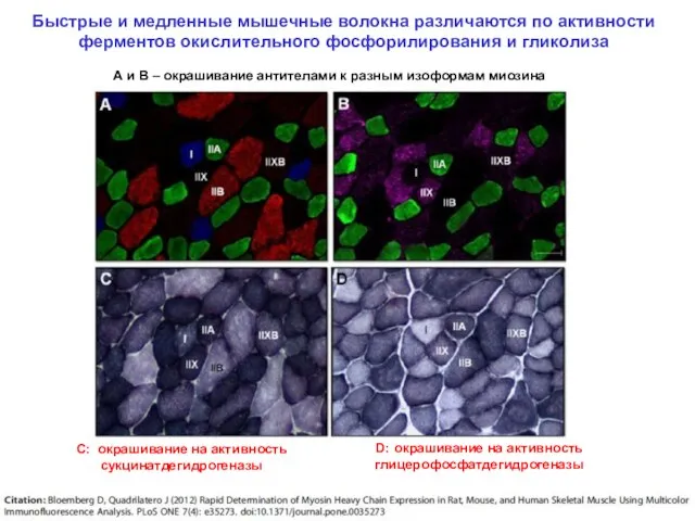 Быстрые и медленные мышечные волокна различаются по активности ферментов окислительного фосфорилирования
