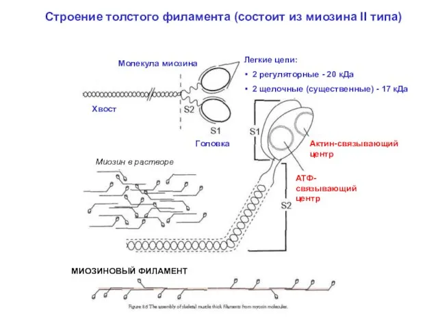 Строение толстого филамента (состоит из миозина II типа)