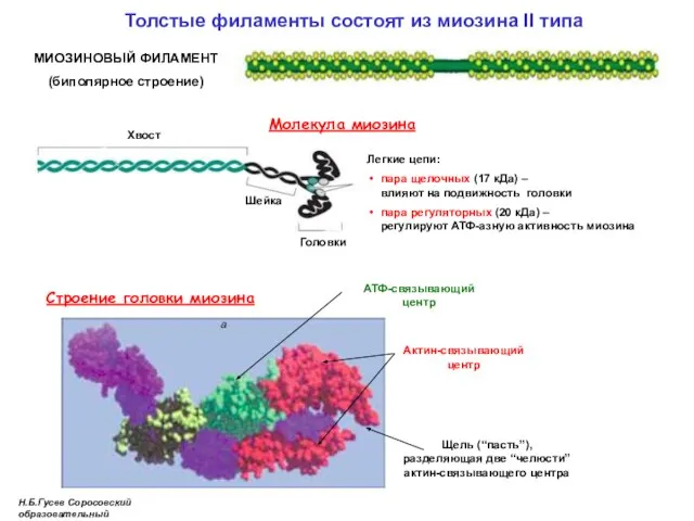 Толстые филаменты состоят из миозина II типа Молекула миозина Хвост Легкие