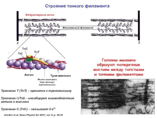 Gordon et al. News Physiol Sci 2001, vol. 6, p. 49-55