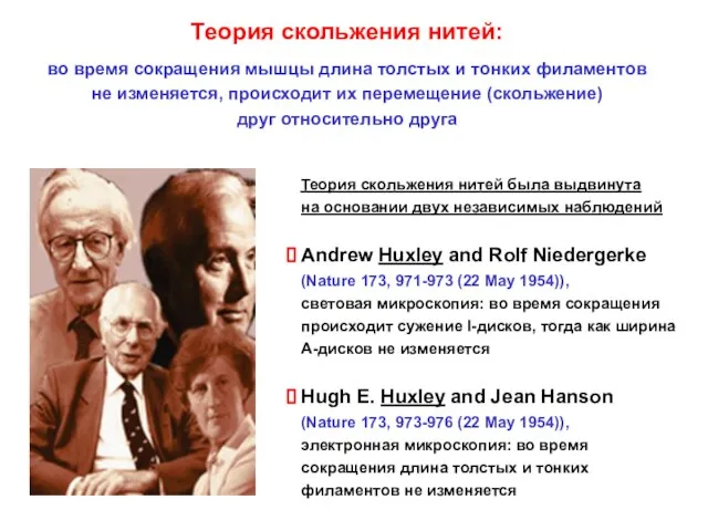 Теория скольжения нитей: во время сокращения мышцы длина толстых и тонких