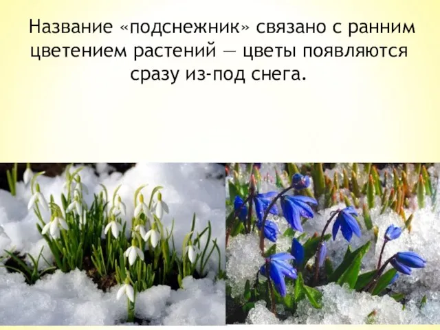 Название «подснежник» связано с ранним цветением растений — цветы появляются сразу из-под снега.