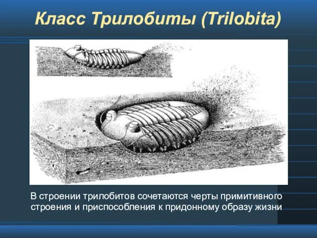 Класс Трилобиты (Trilobita) В строении трилобитов сочетаются черты примитивного строения и приспособления к придонному образу жизни