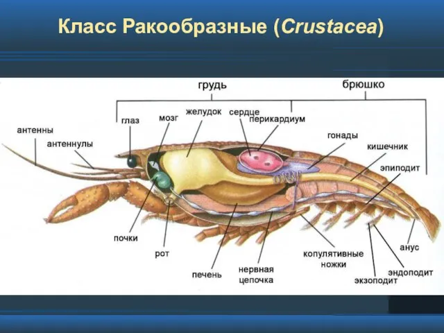 Класс Ракообразные (Crustacea)