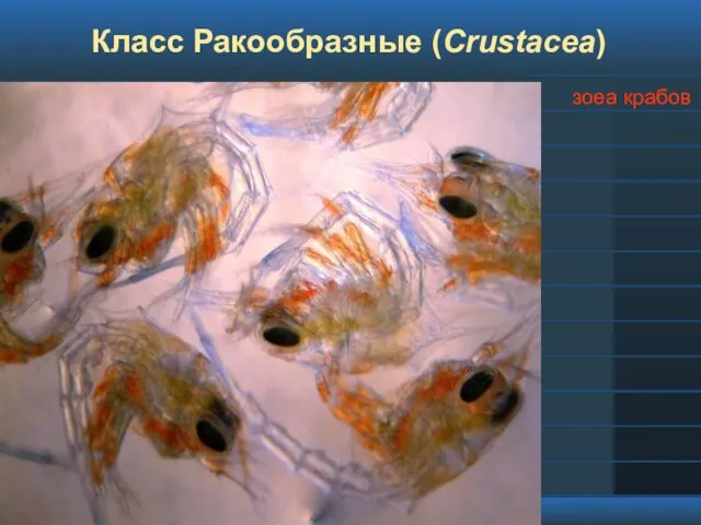 Класс Ракообразные (Crustacea) зоеа крабов