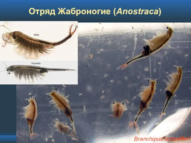 Отряд Жаброногие (Anostraca) Branchipus schaefferi