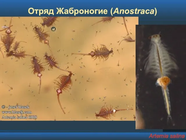 Отряд Жаброногие (Anostraca) Artemia salina