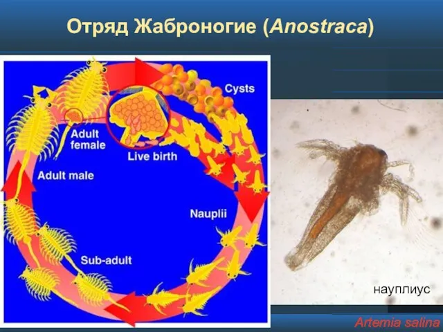 Отряд Жаброногие (Anostraca) Artemia salina науплиус