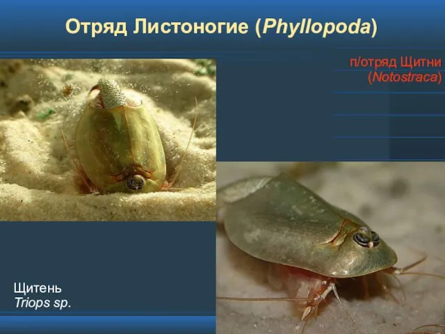 Отряд Листоногие (Phyllopoda) п/отряд Щитни (Notostraca) Щитень Triops sp.