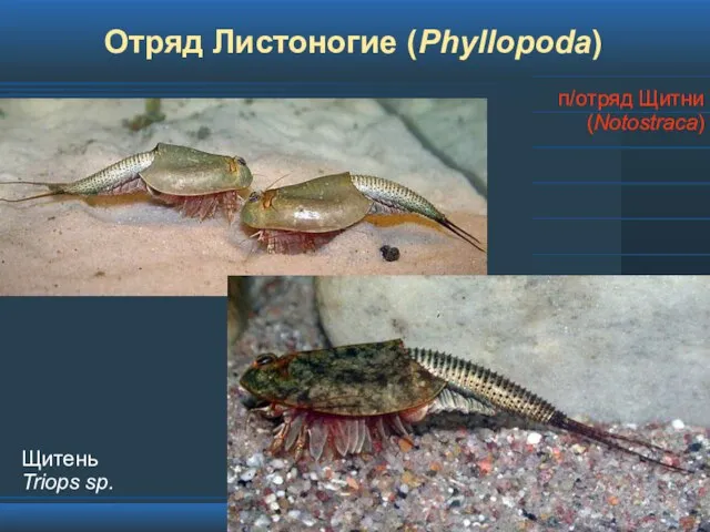 Отряд Листоногие (Phyllopoda) п/отряд Щитни (Notostraca) Щитень Triops sp.