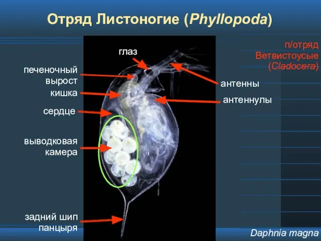 Отряд Листоногие (Phyllopoda) п/отряд Ветвистоусые (Cladocera) Daphnia magna