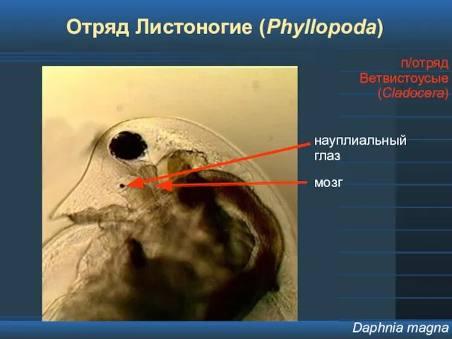 Отряд Листоногие (Phyllopoda) п/отряд Ветвистоусые (Cladocera) Daphnia magna