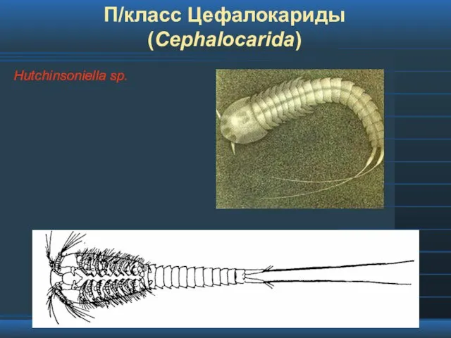 П/класс Цефалокариды (Cephalocarida) Hutchinsoniella sp.